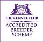 KC ABS
